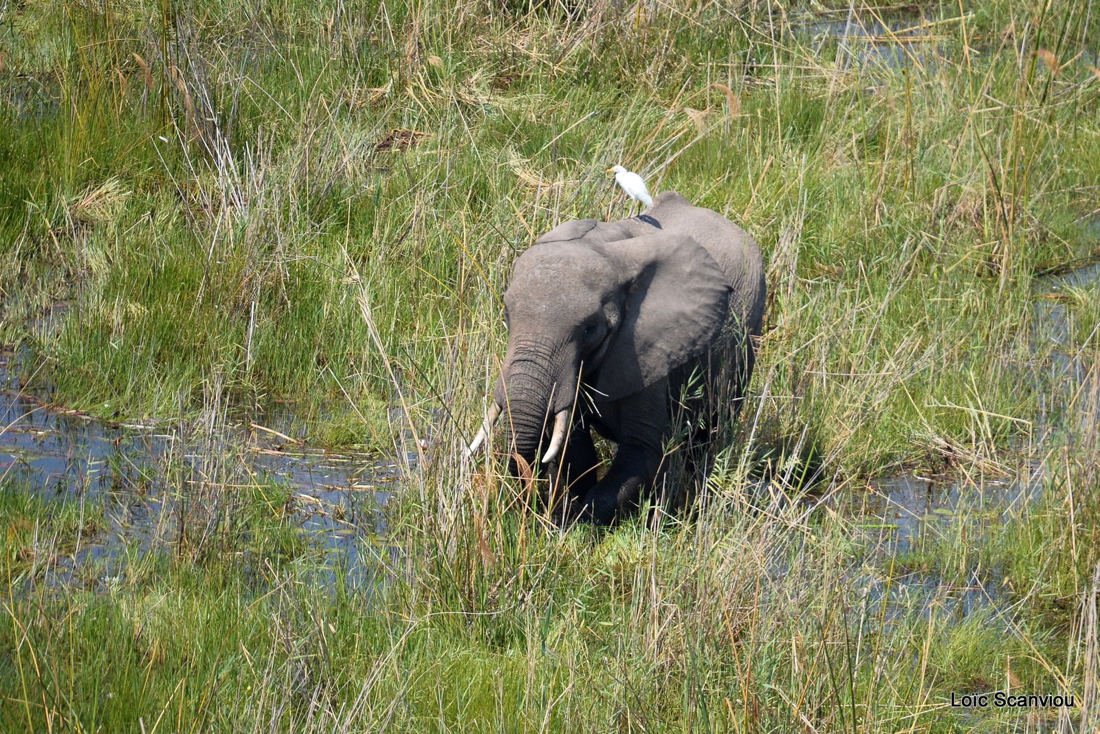 Eléphant d'Afrique/African Elephant (15)