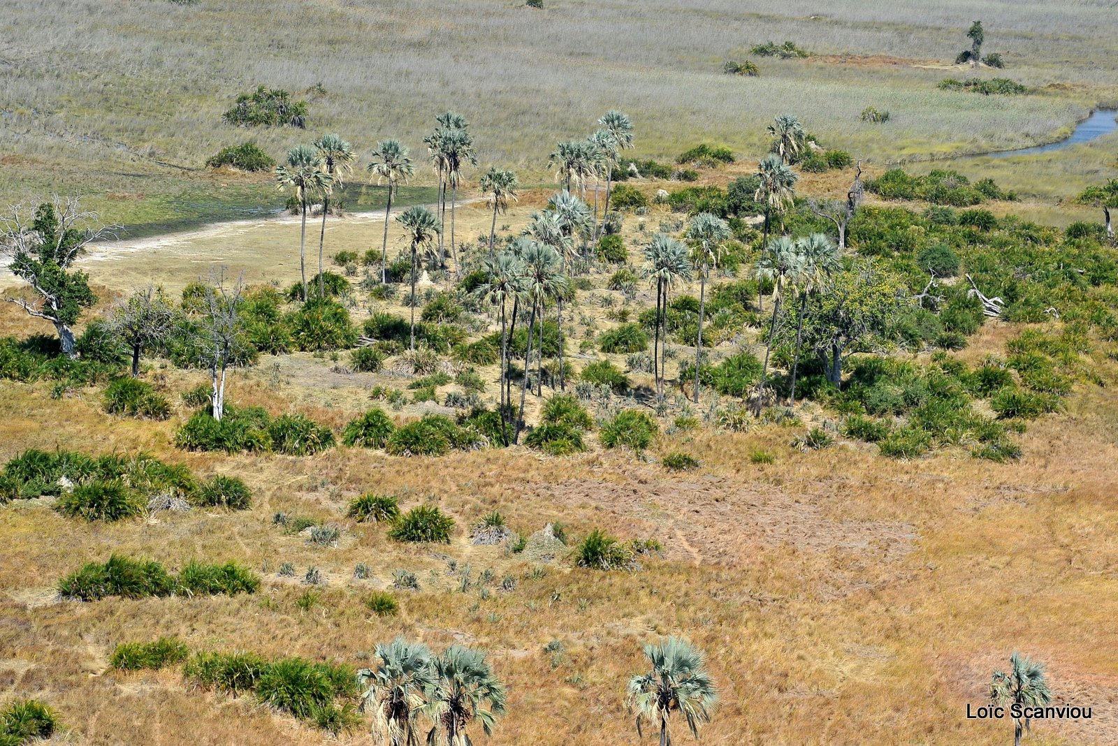 Okavango (4)