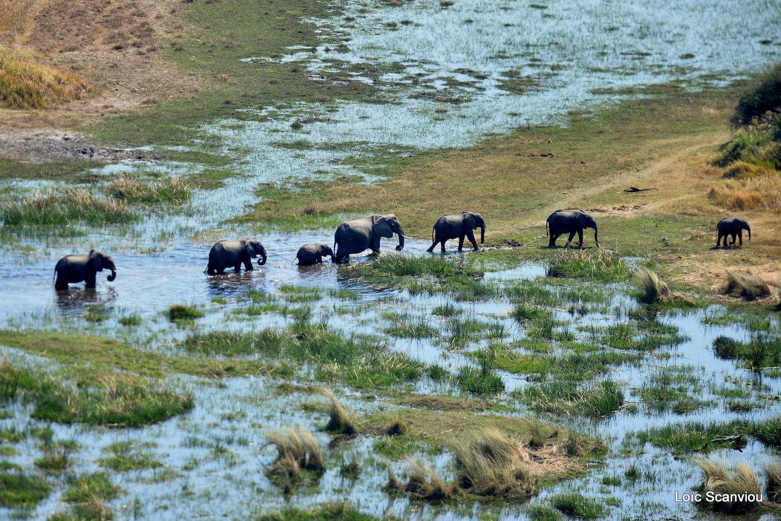 Eléphant d'Afrique/African Elephant (16)