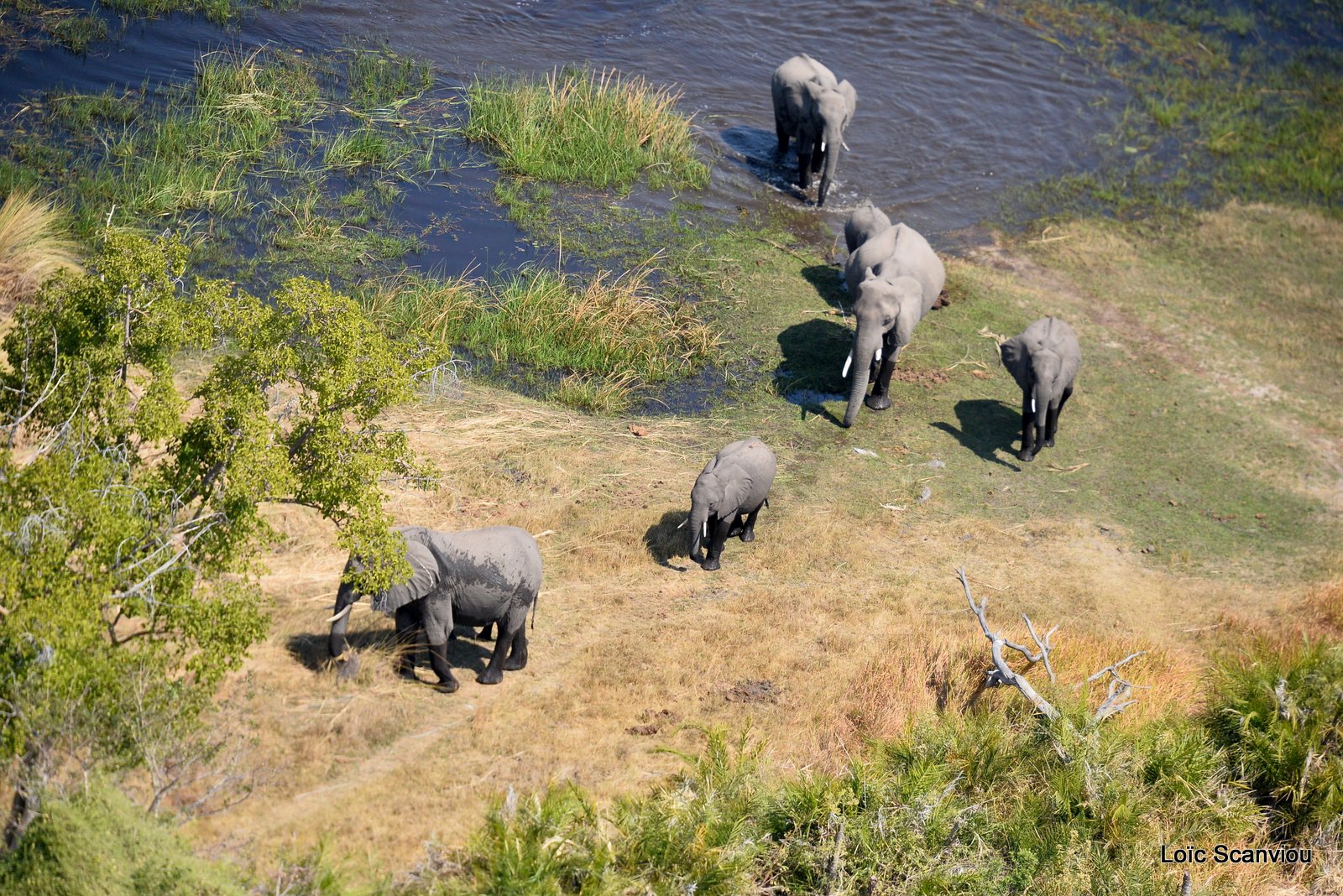Eléphant d'Afrique/African Elephant (18)