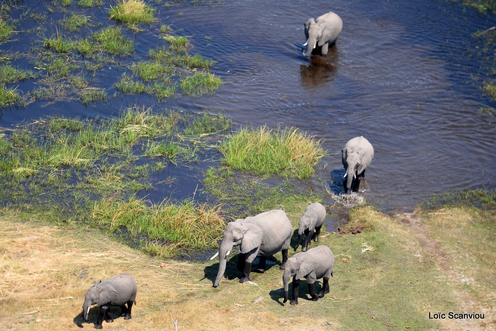 Eléphant d'Afrique/African Elephant (19)