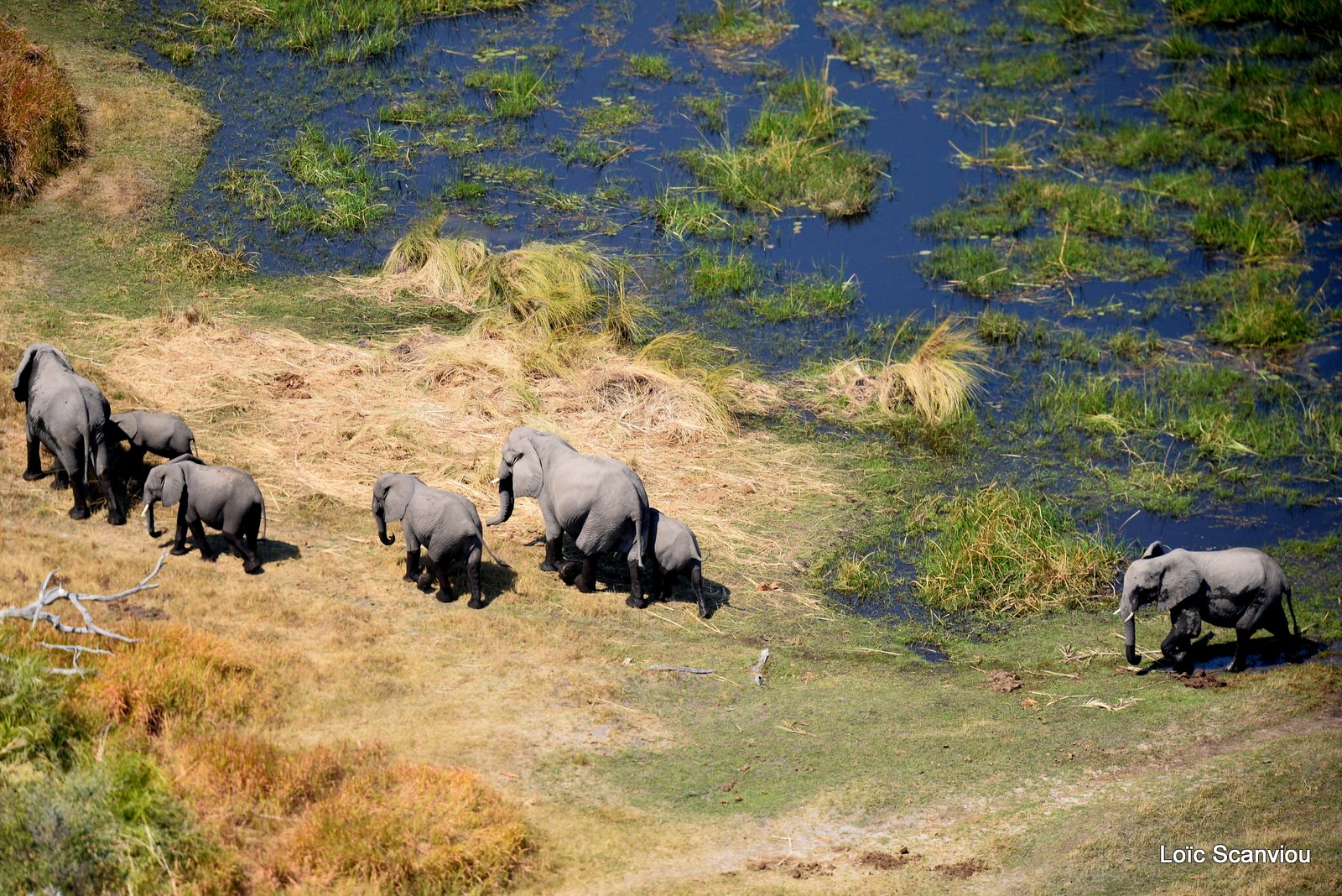 Eléphant d'Afrique/African Elephant (20)