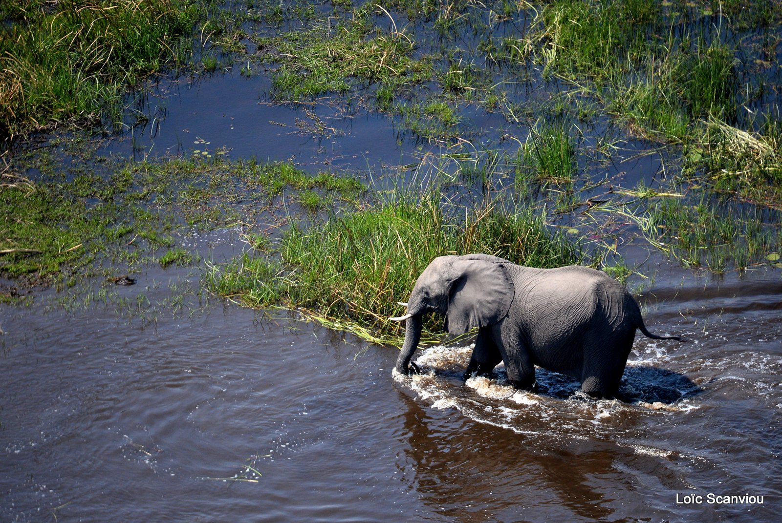Eléphant d'Afrique/African Elephant (21)