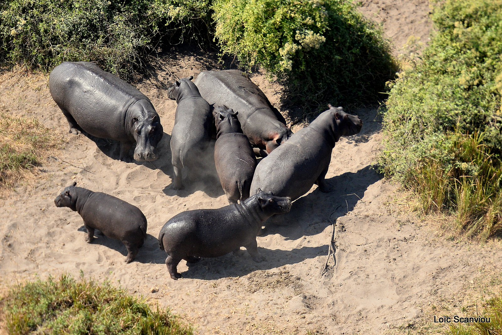 Hippopotame amphibie/Hippopotamus (9)