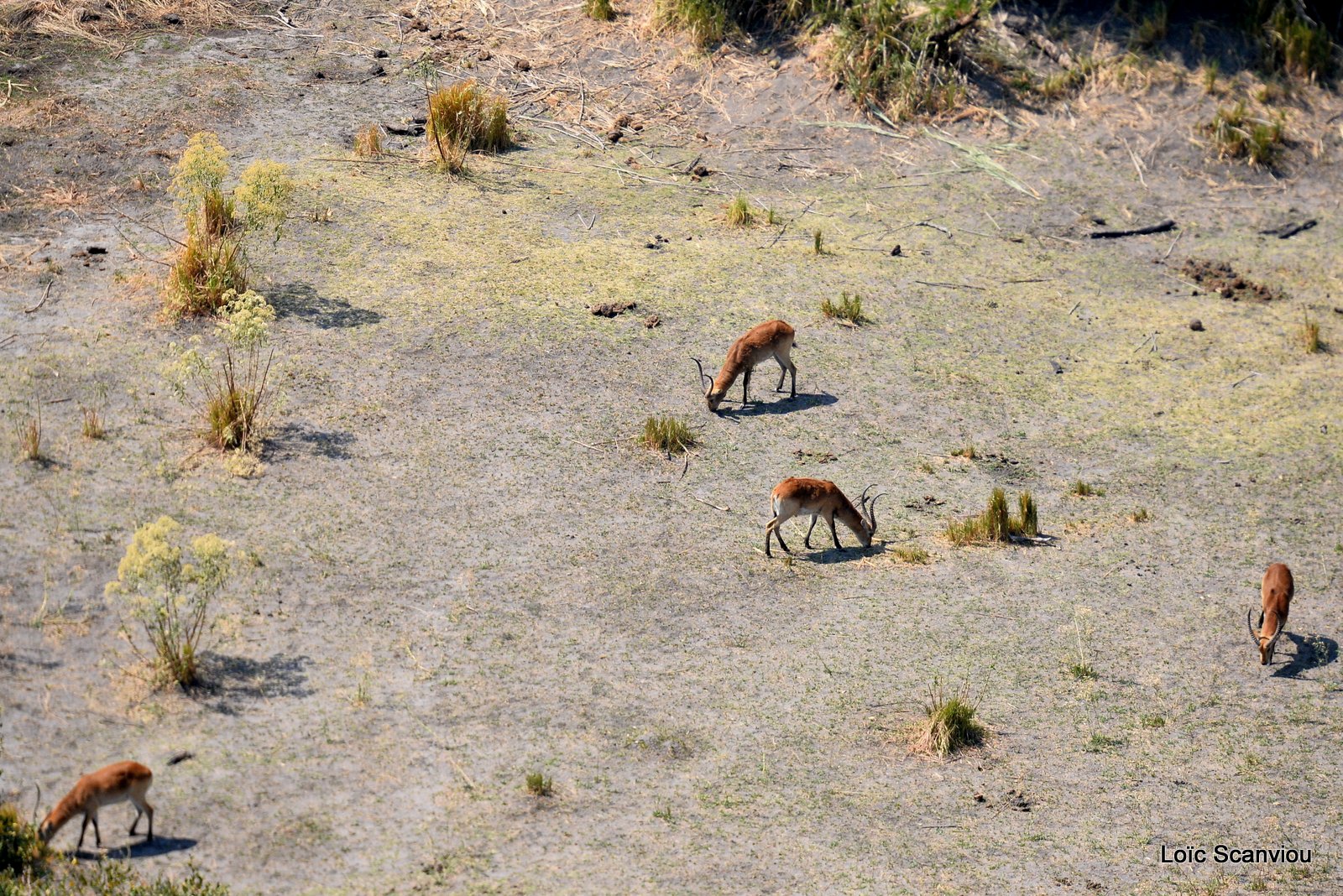 Cobe de Lechwe/Red Lechwe (3)
