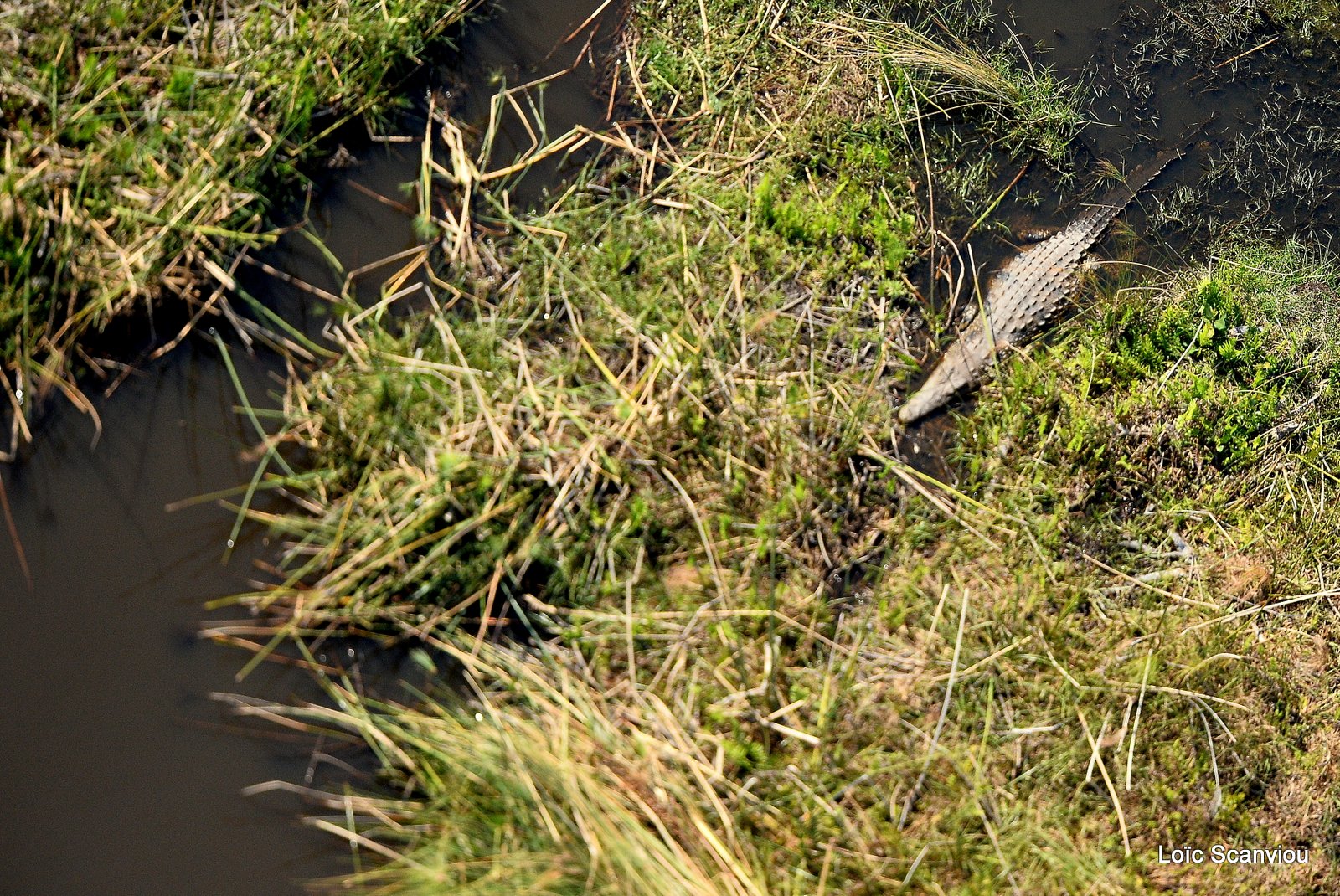 Crocodile du Nil/Nile Crocodile (1)
