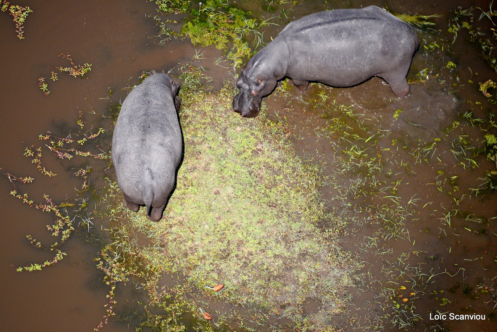 Hippopotame amphibie/Hippopotamus (12)
