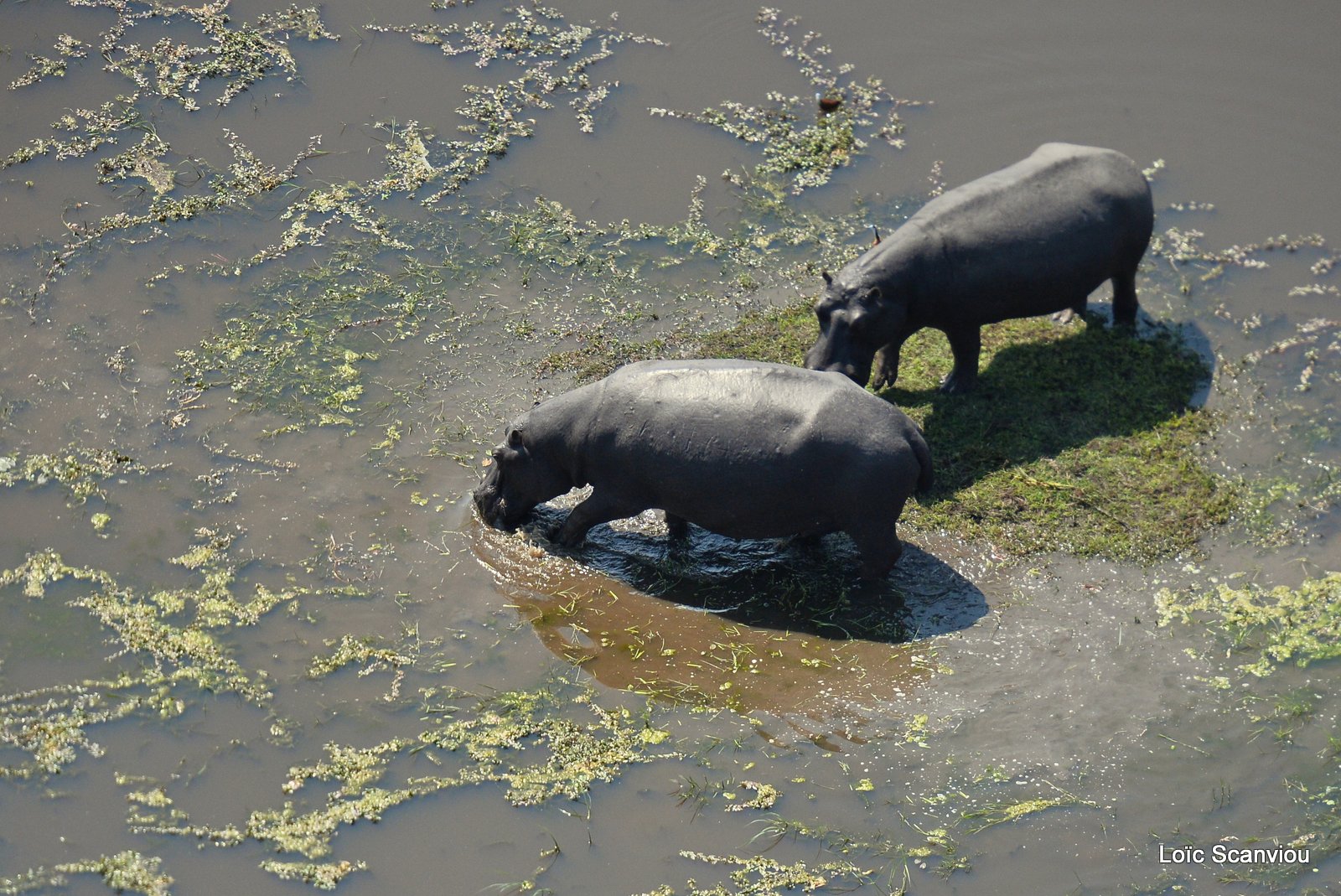 Hippopotame amphibie/Hippopotamus (13)