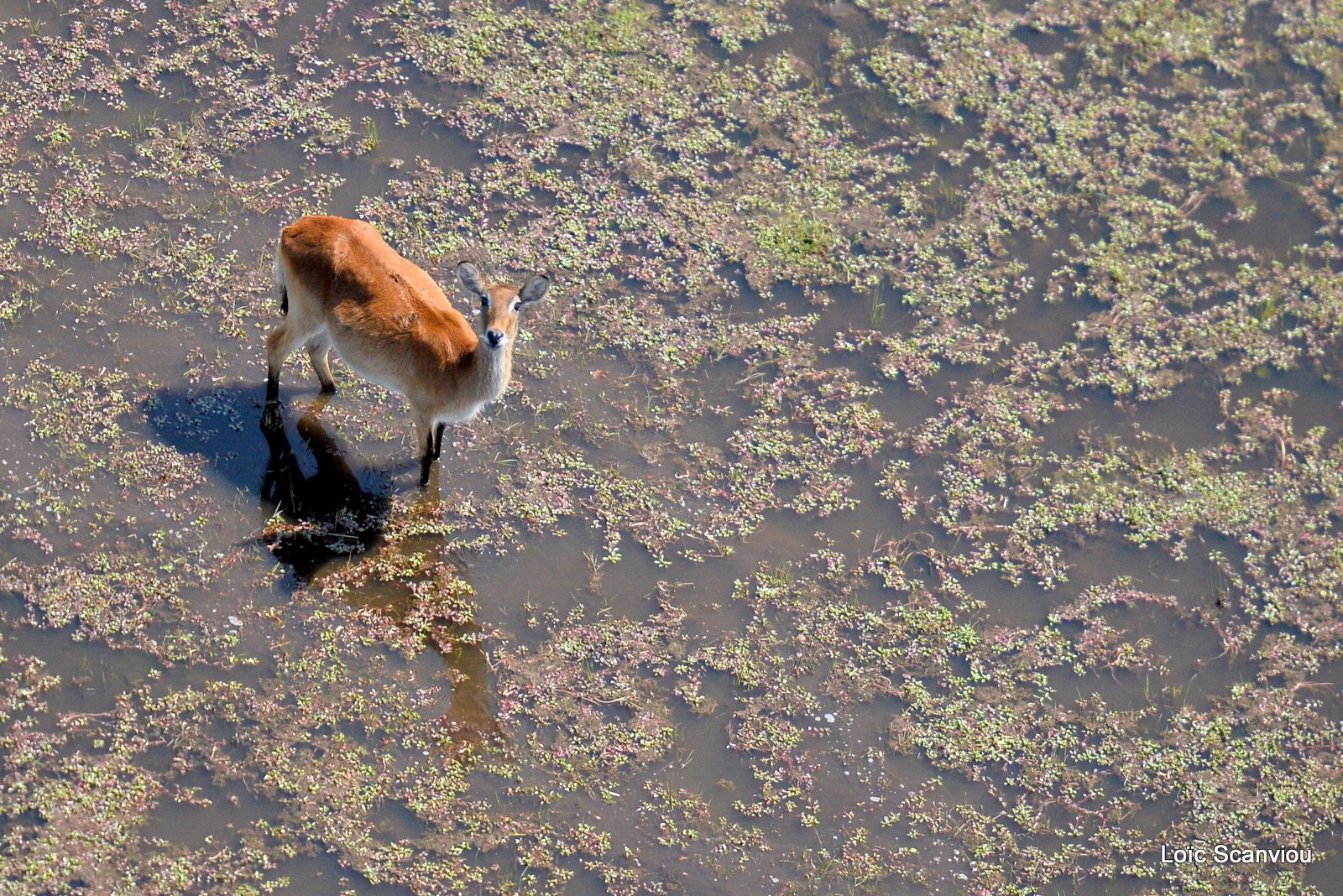 Cobe de Lechwe/Red Lechwe (5)