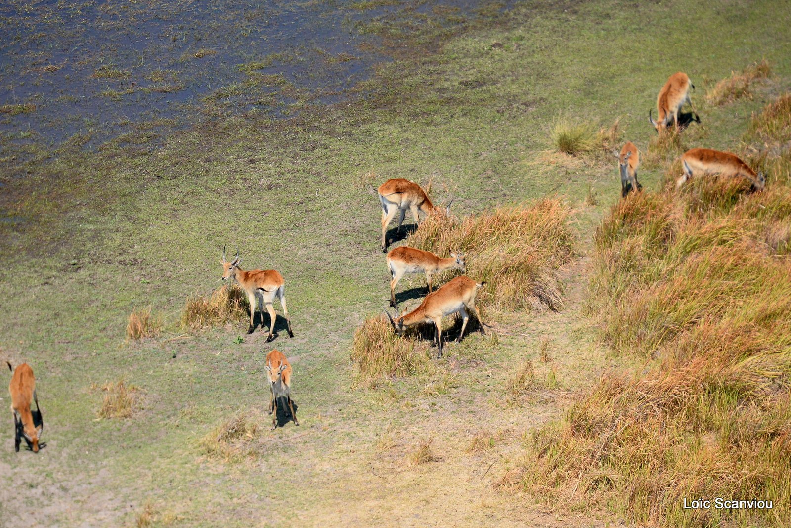 Cobe de Lechwe/Red Lechwe (6)