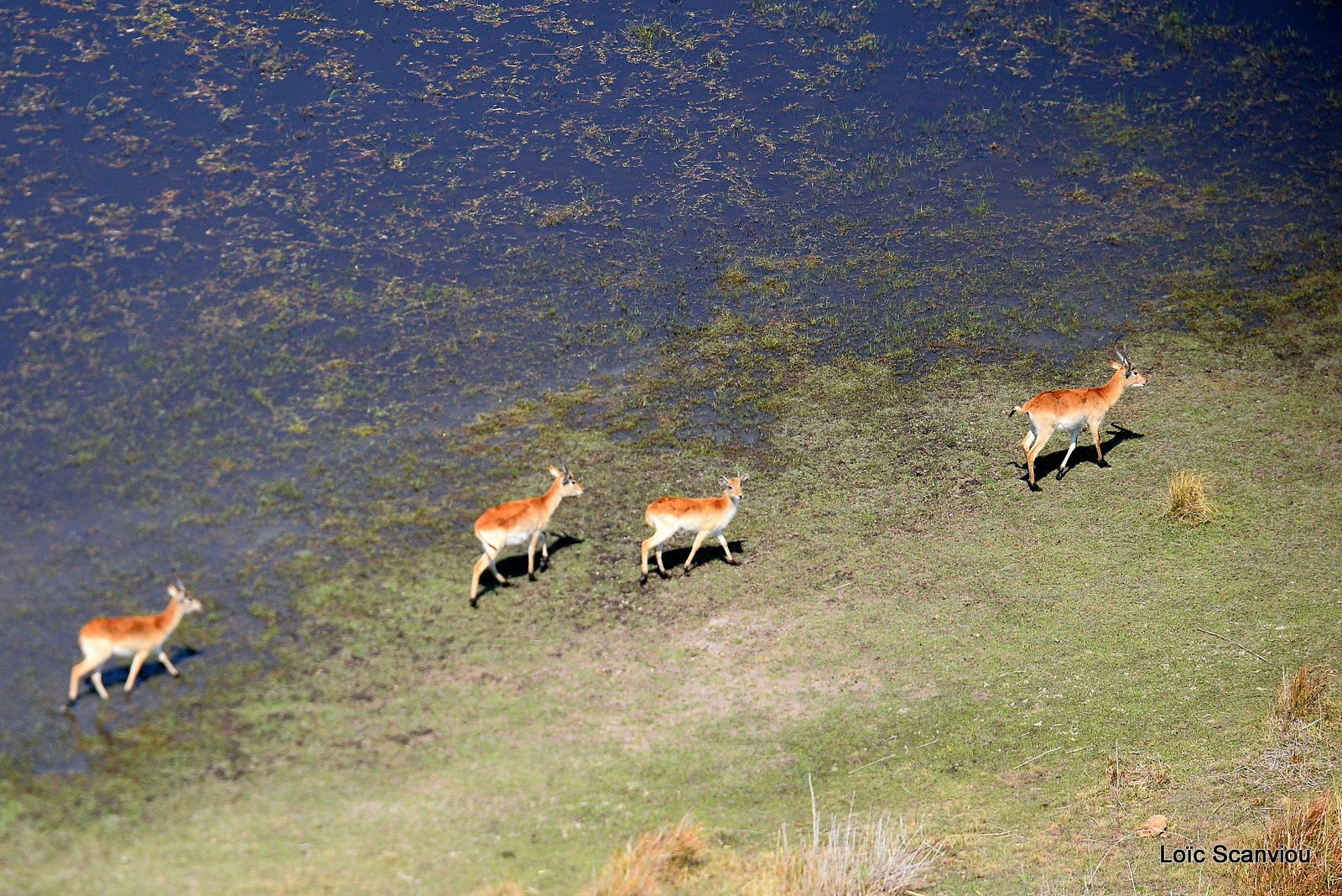 Cobe de Lechwe/Red Lechwe (7)