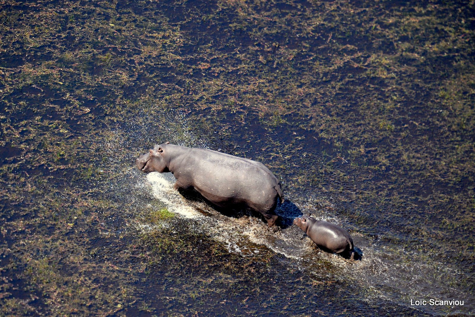 Hippopotame amphibie/Hippopotamus (14)