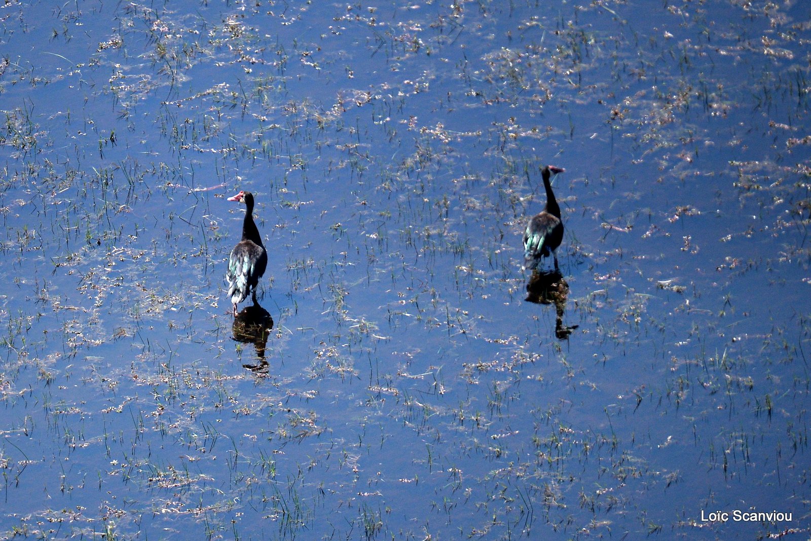 Okavango (60)