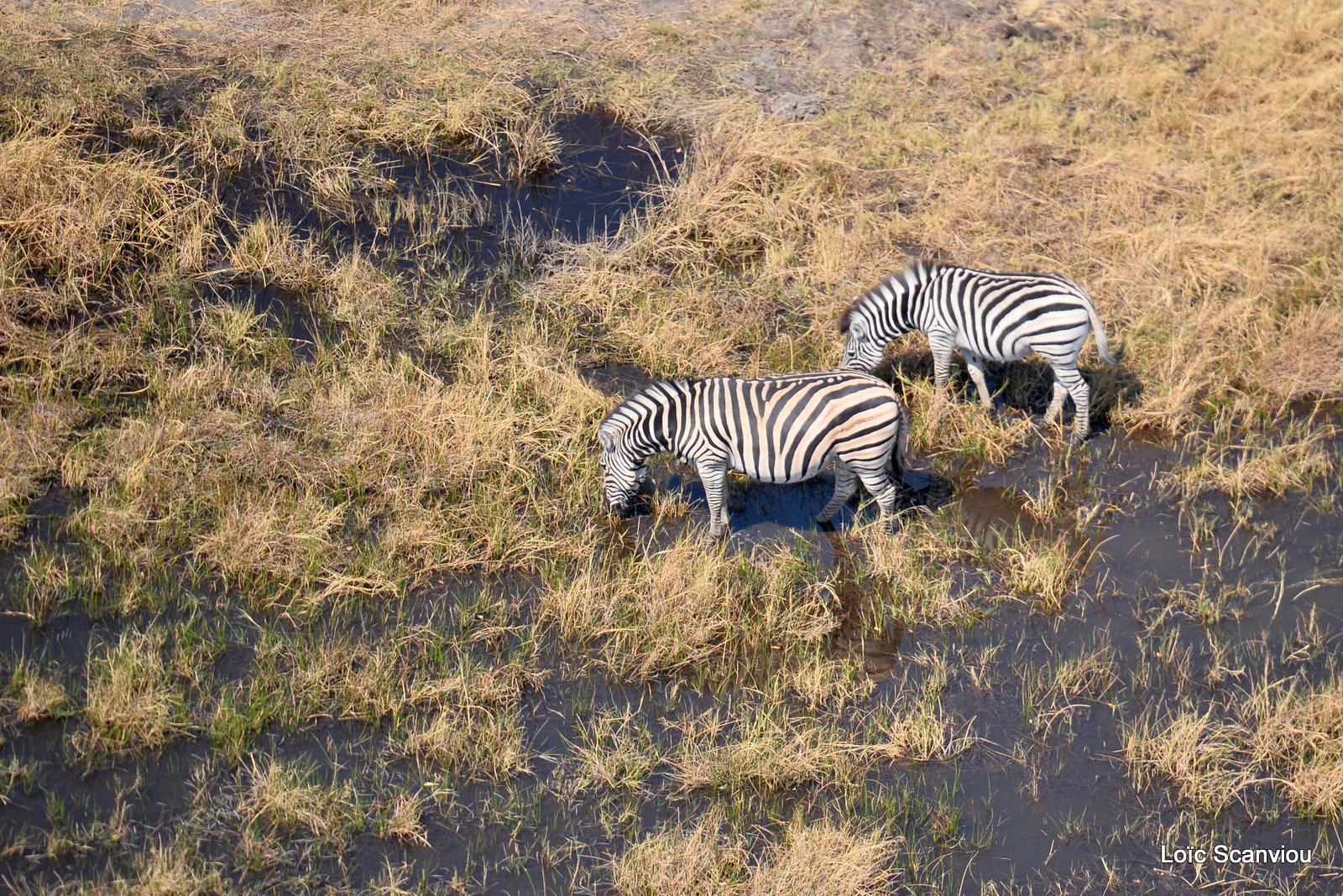 Okavango (61)