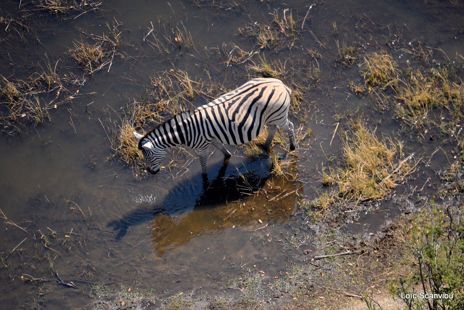 Okavango (62)