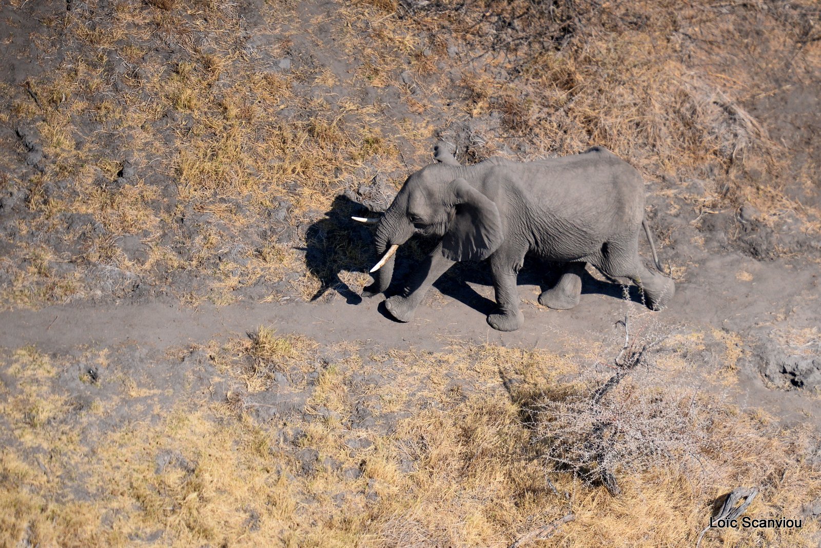 Eléphant d'Afrique/African Elephant (22)