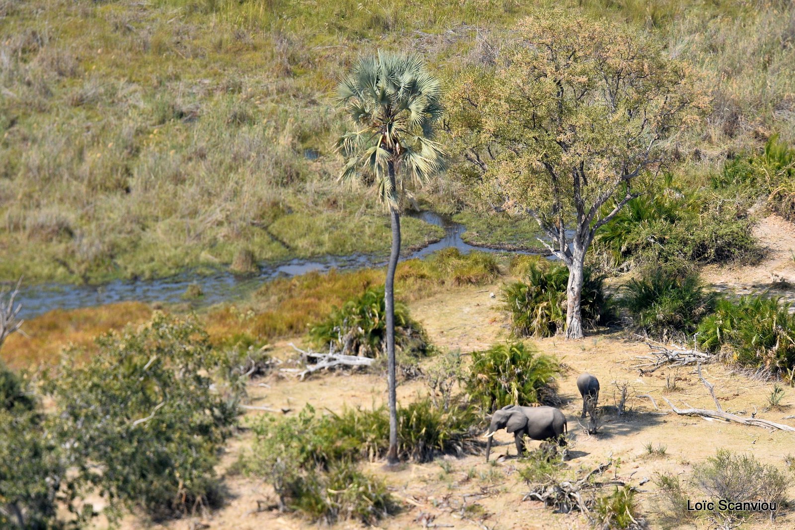 Eléphant d'Afrique/African Elephant (23)