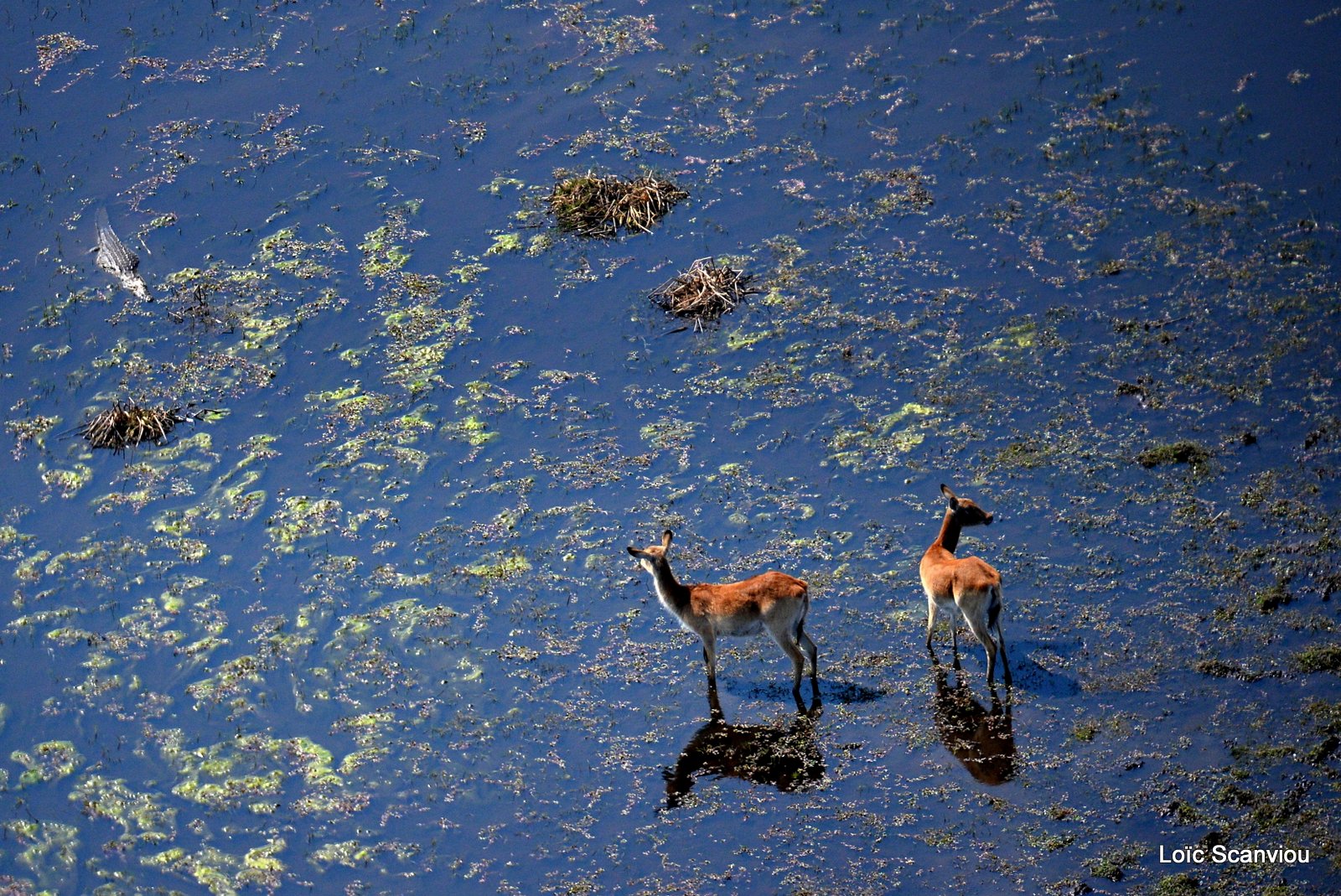 Cobe de Lechwe et crocodile/Red Lechwe and Nile Crocodile