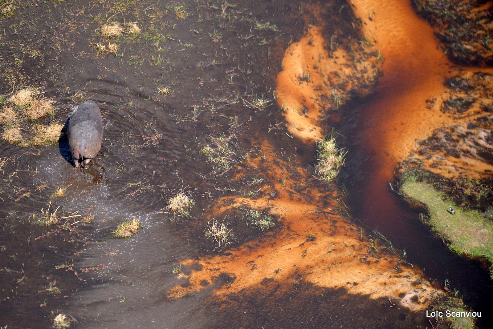 Hippopotame amphibie/Hippopotamus (16)