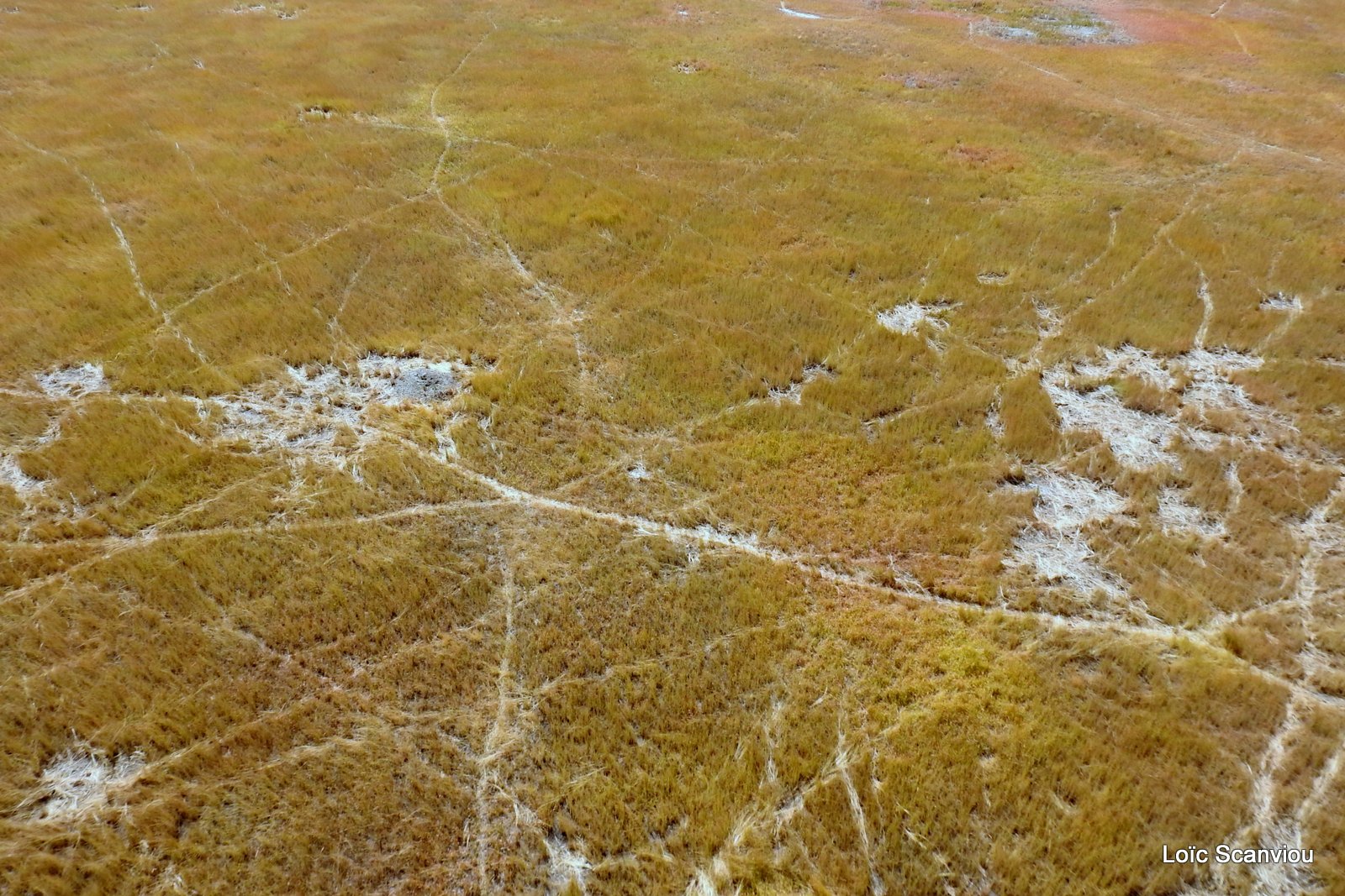 Okavango (67)