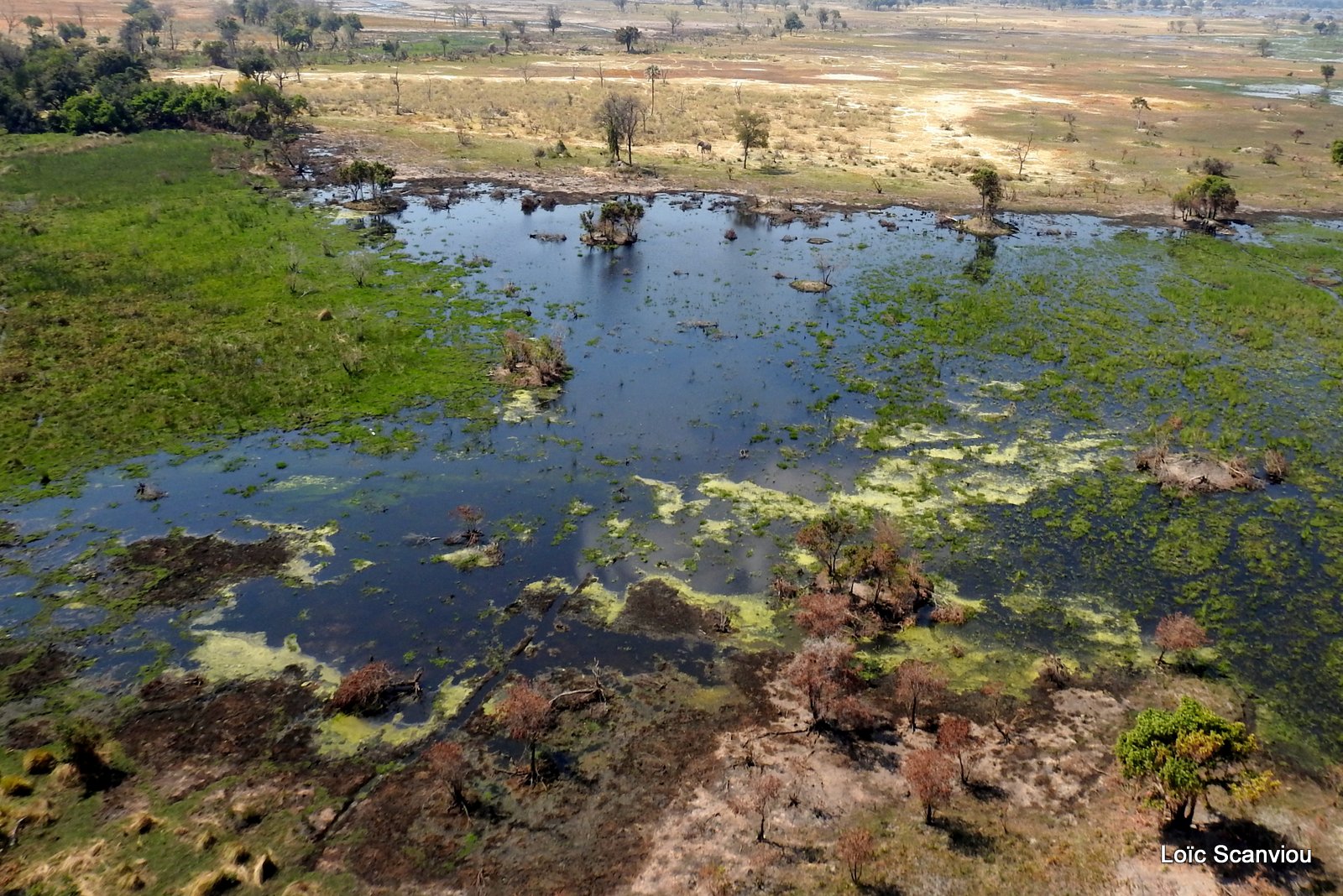 Okavango (68)