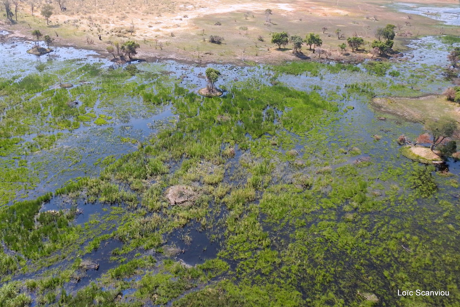 Okavango (69)