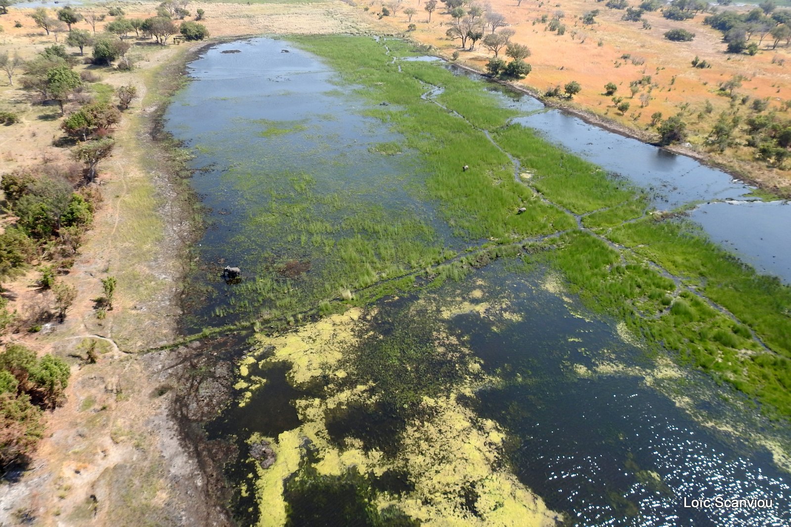 Okavango (75)