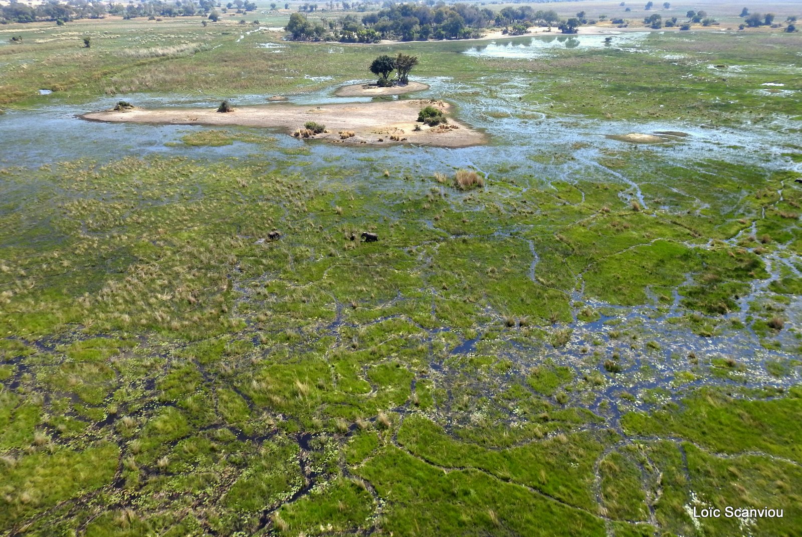 Okavango (78)