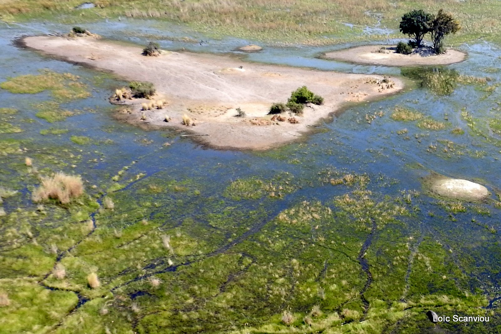 Okavango (79)