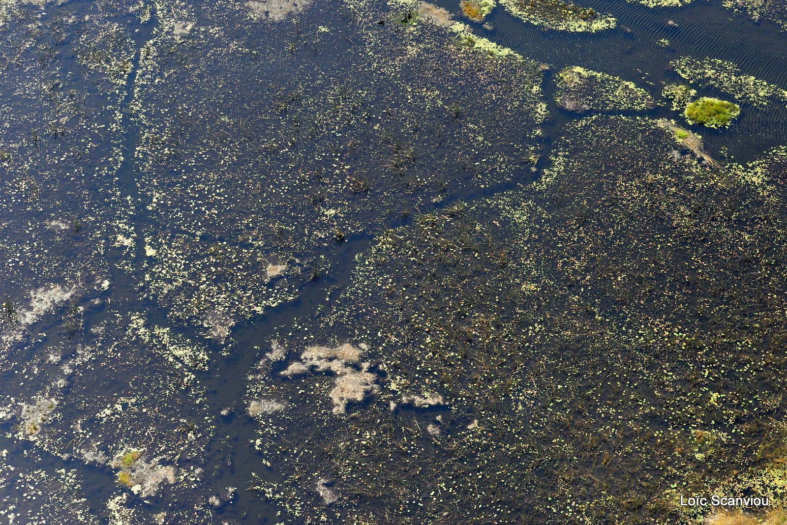 Okavango (8)