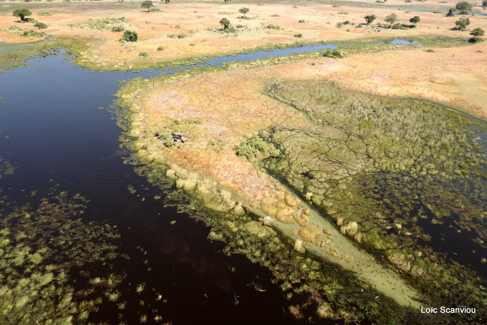 Okavango (84)