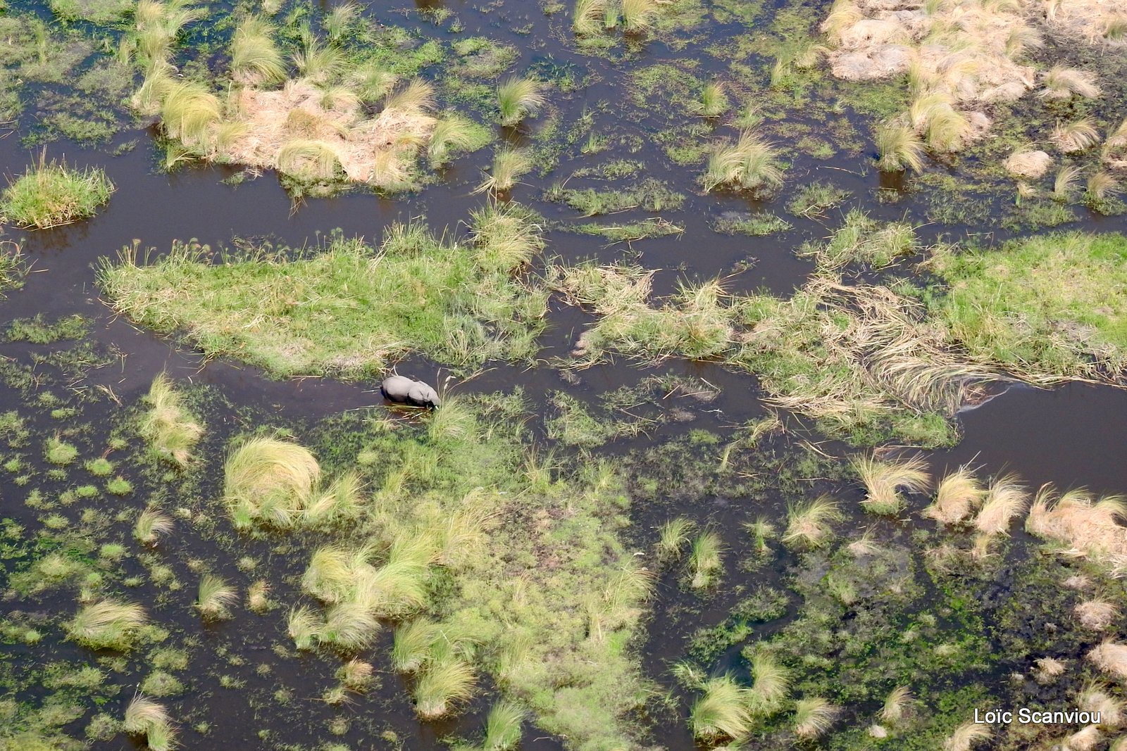 Okavango (87)
