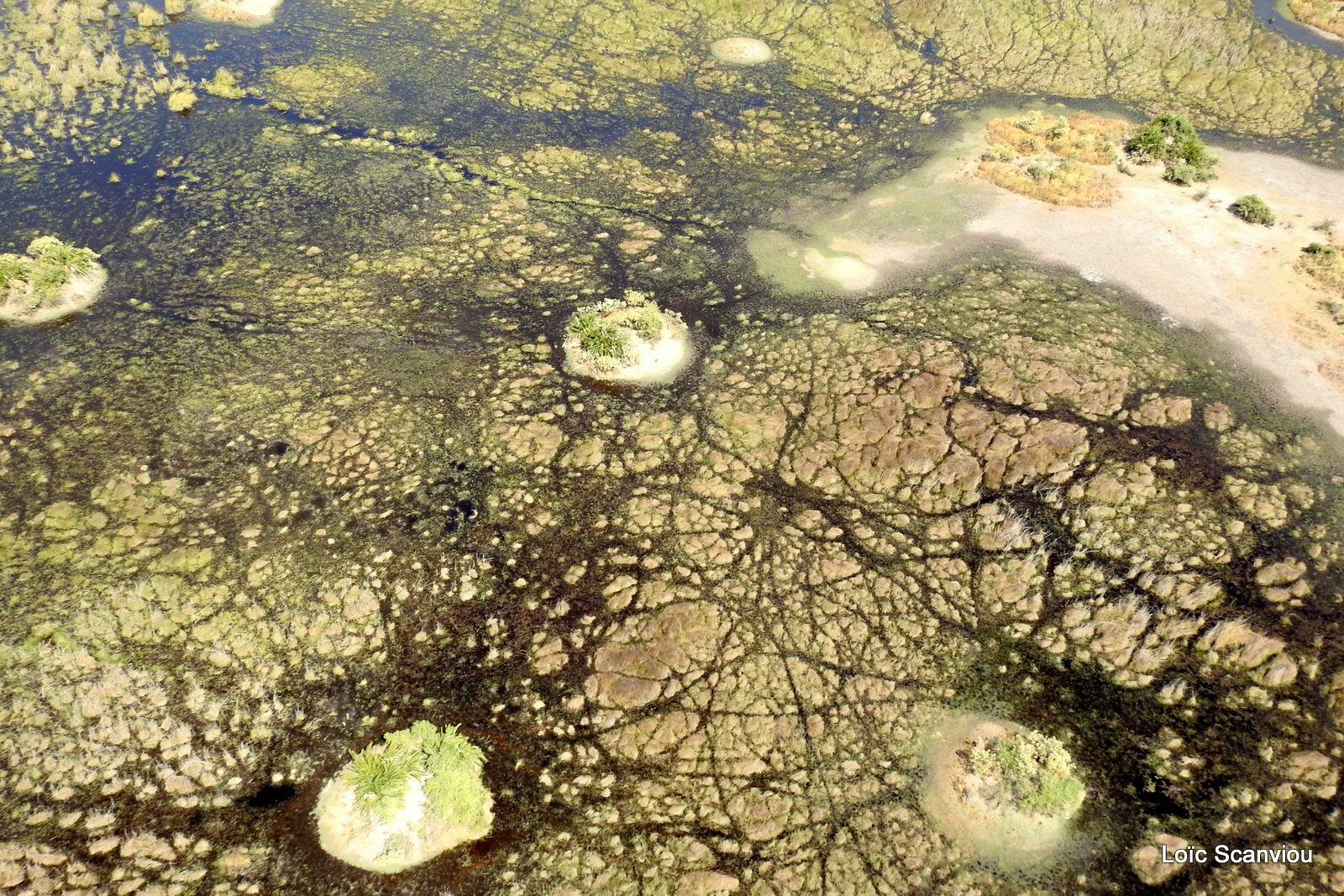 Okavango (89)