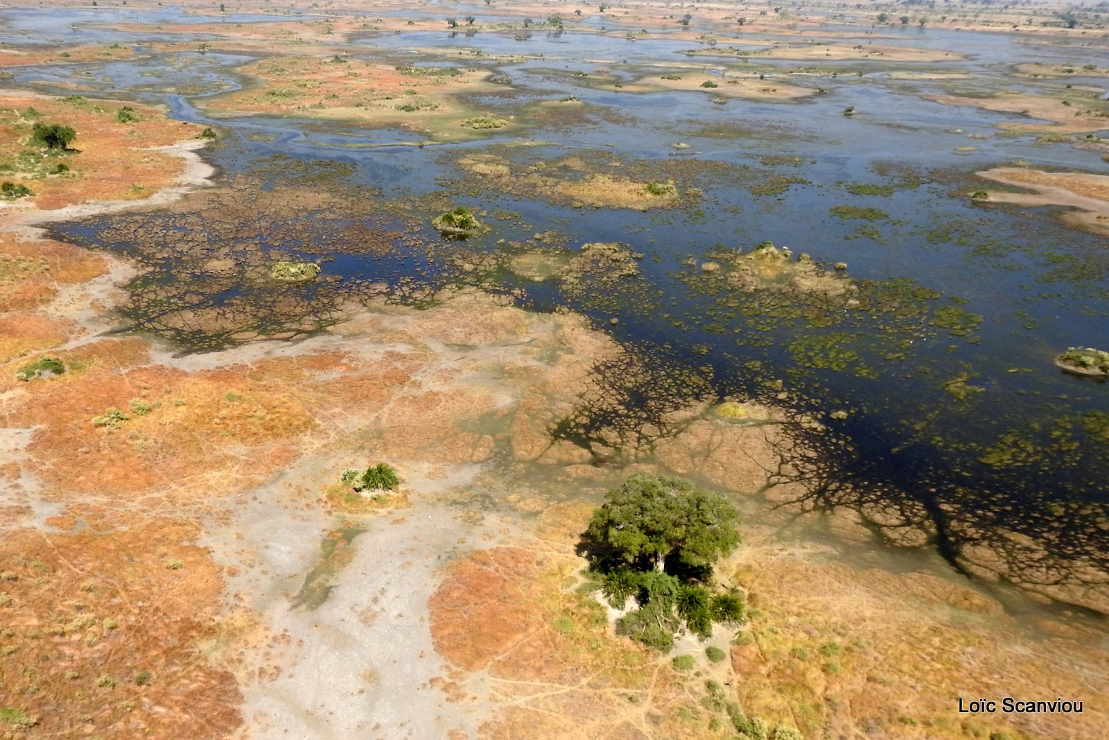 Okavango (91)