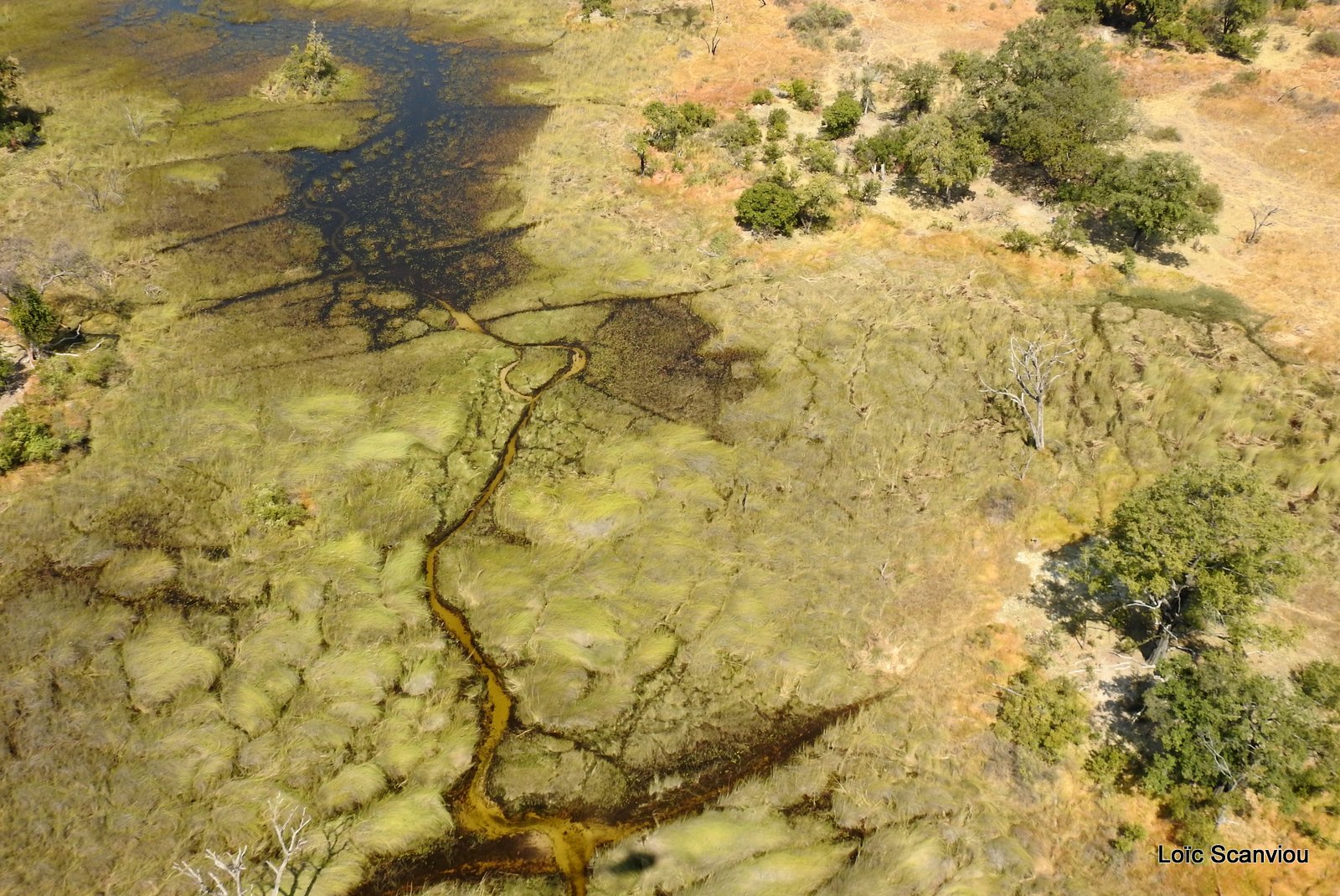 Okavango (95)