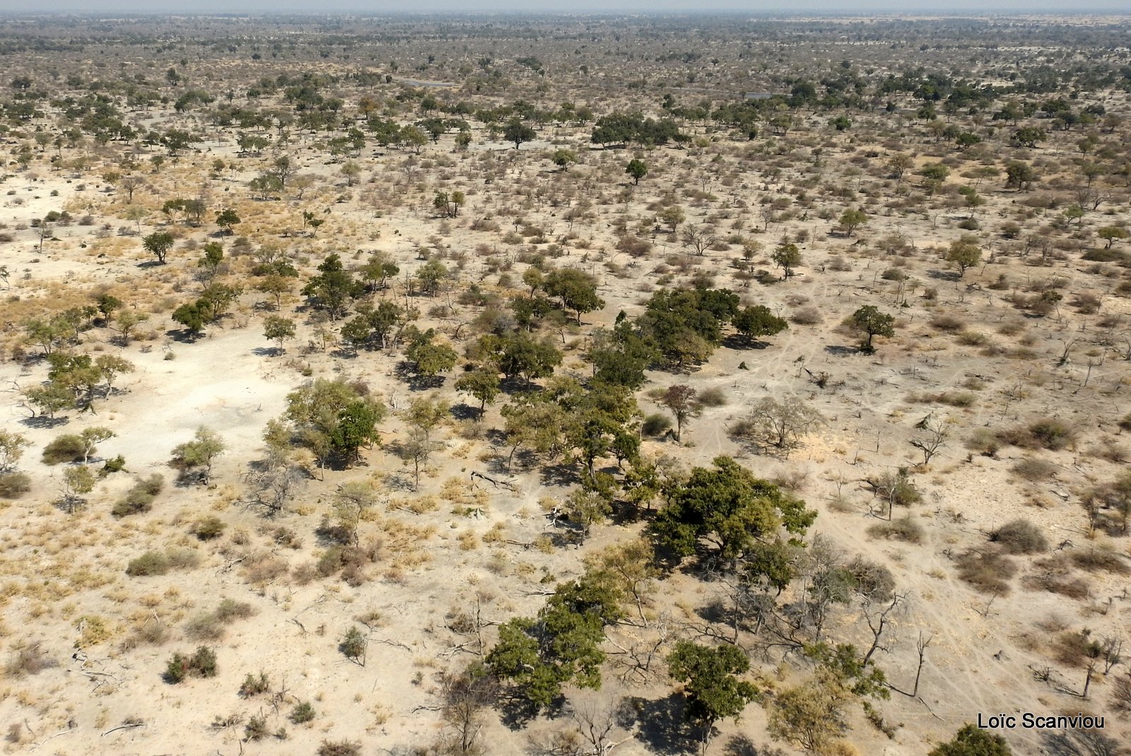 Okavango (96)