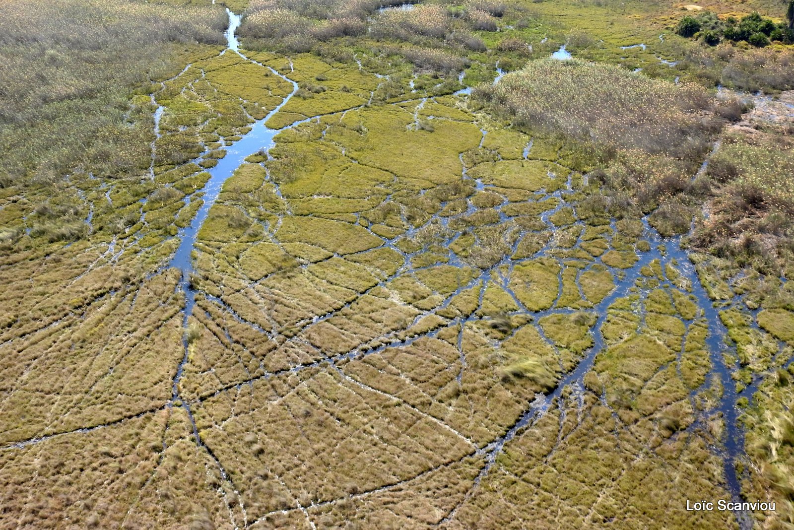 Okavango (99)