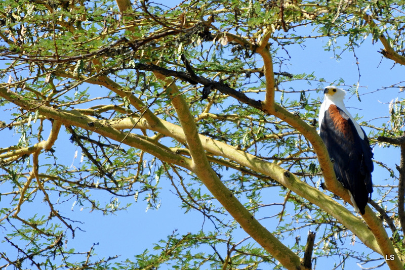 Pygargue vocifère/African Fish Eagle (1)