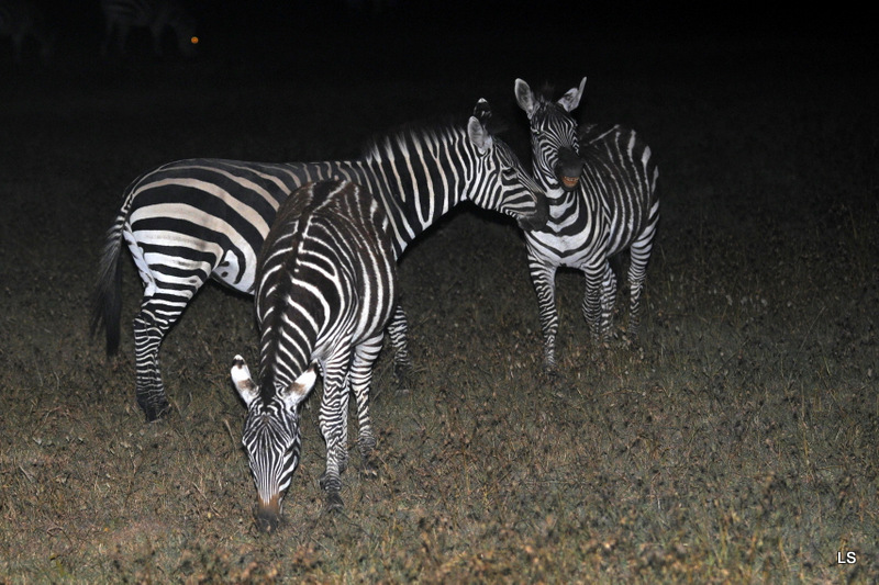 Zèbre/Zebra (7)
