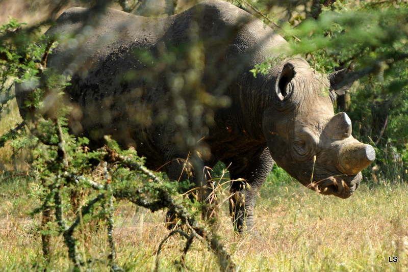 Rhinocéros noir/Black Rhino (2)