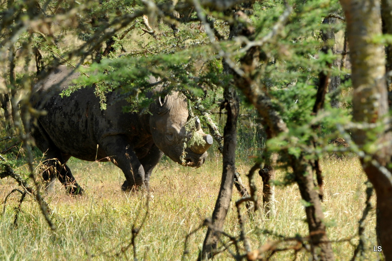 Rhinocéros noir/Black Rhino (3)