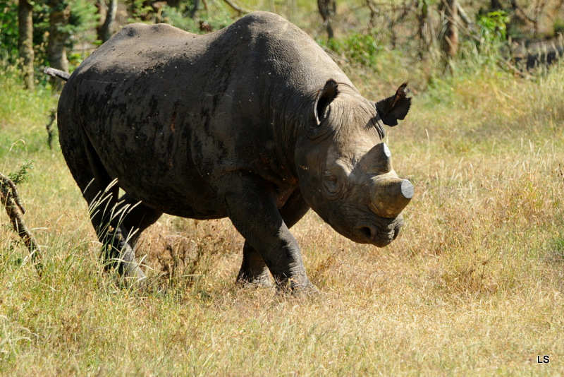 Rhinocéros noir/Black Rhino (4)