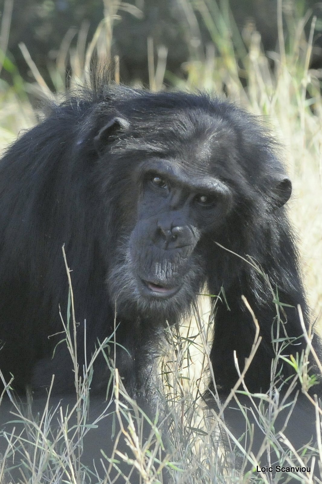 Chimpanzé/Chimpanzee (1)