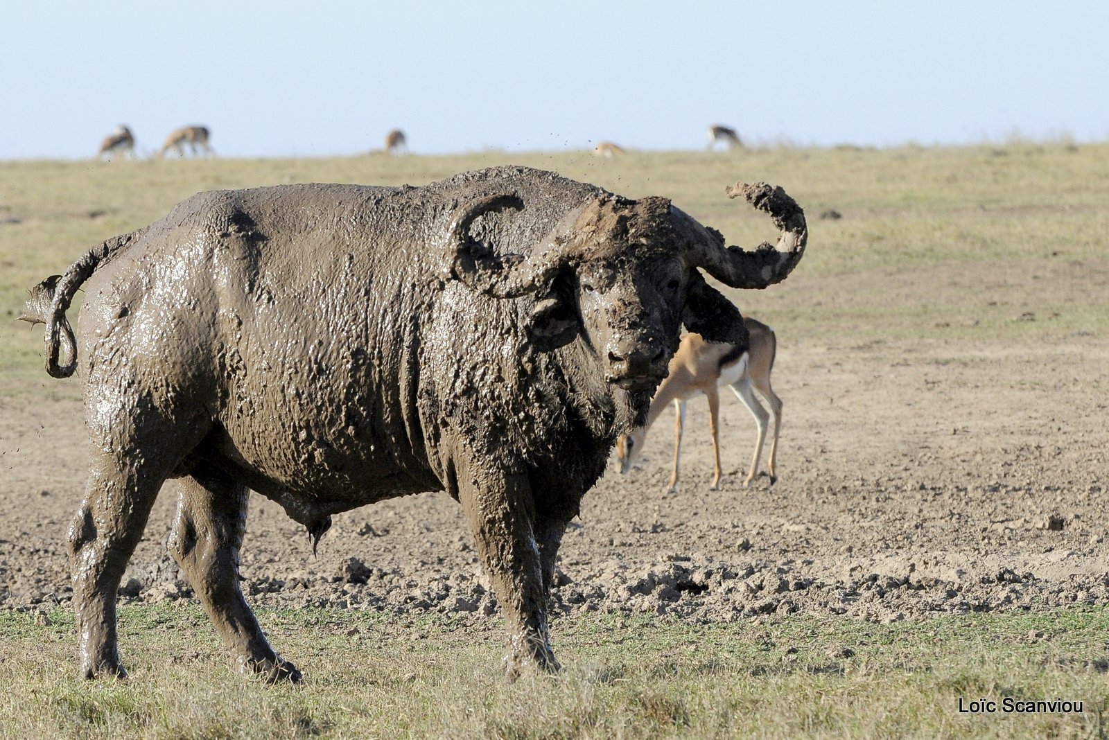 Buffle du Cap/Cape Buffalo (1)