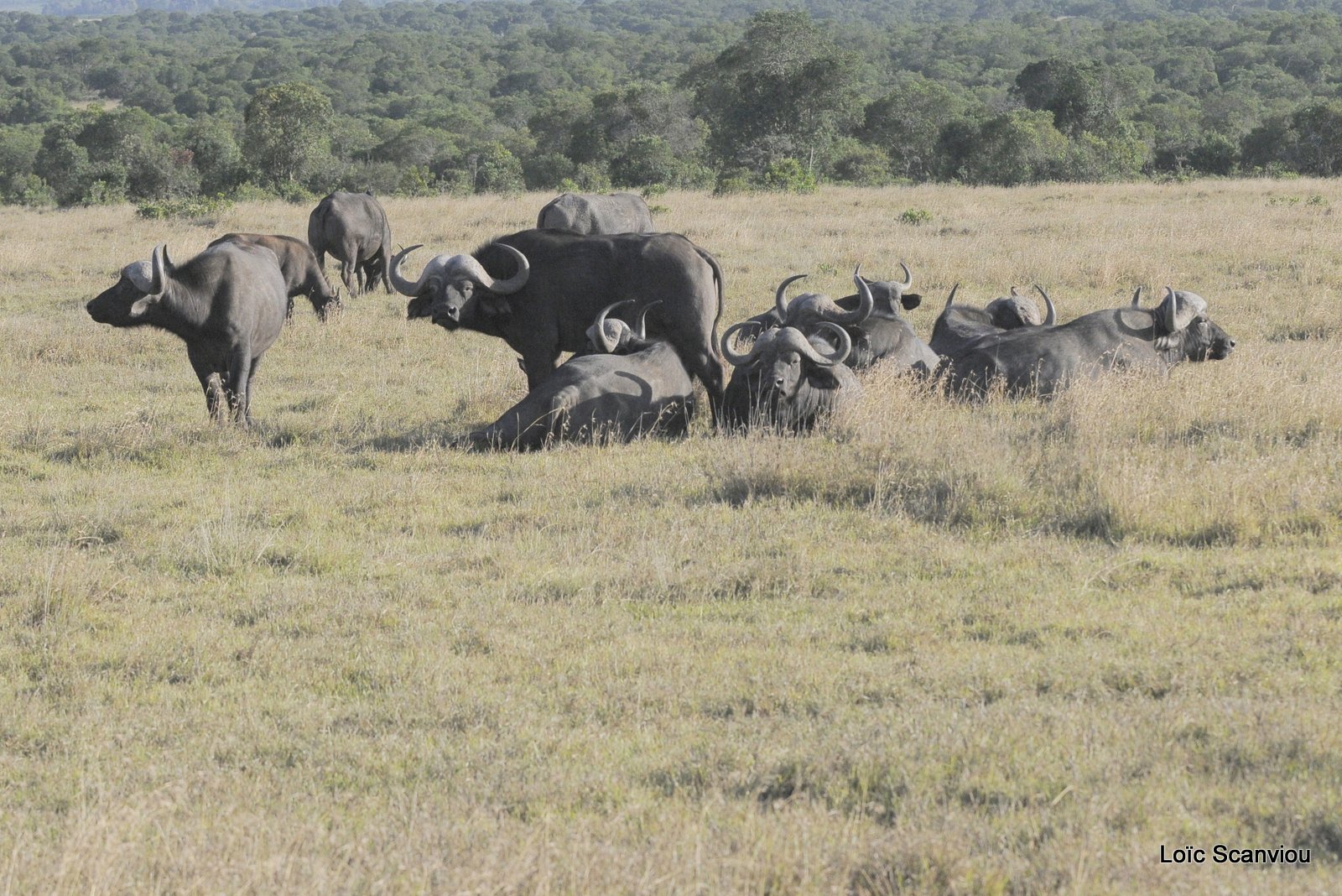 Buffle du Cap/Cape Buffalo (2)