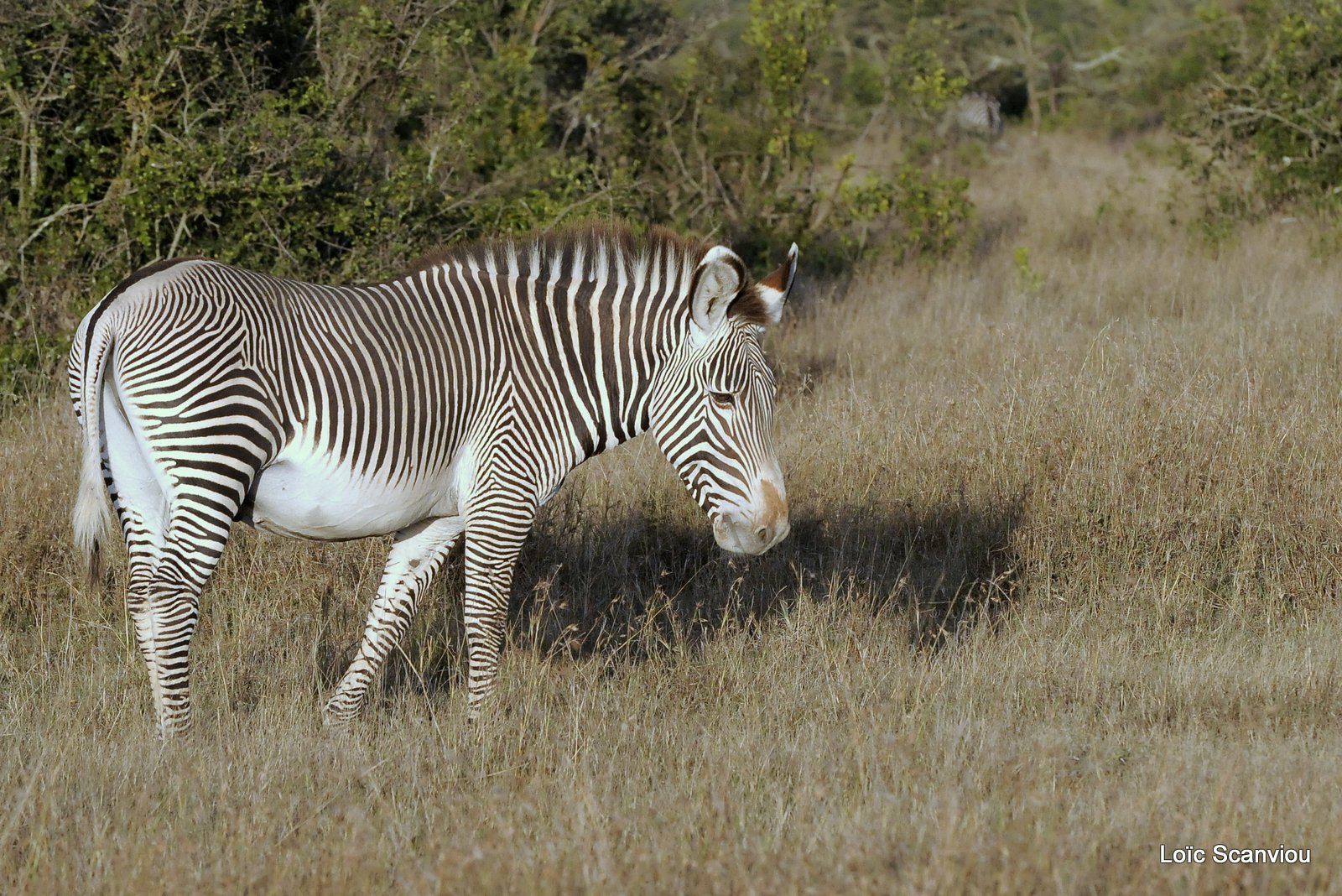 Zèbre de Grévy/Grevy's Zebra (1)