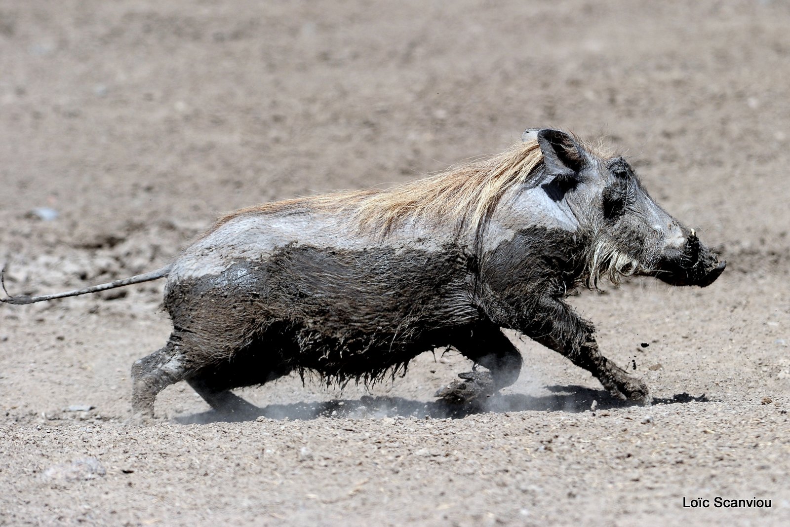 Phacochère/Warthog (1)