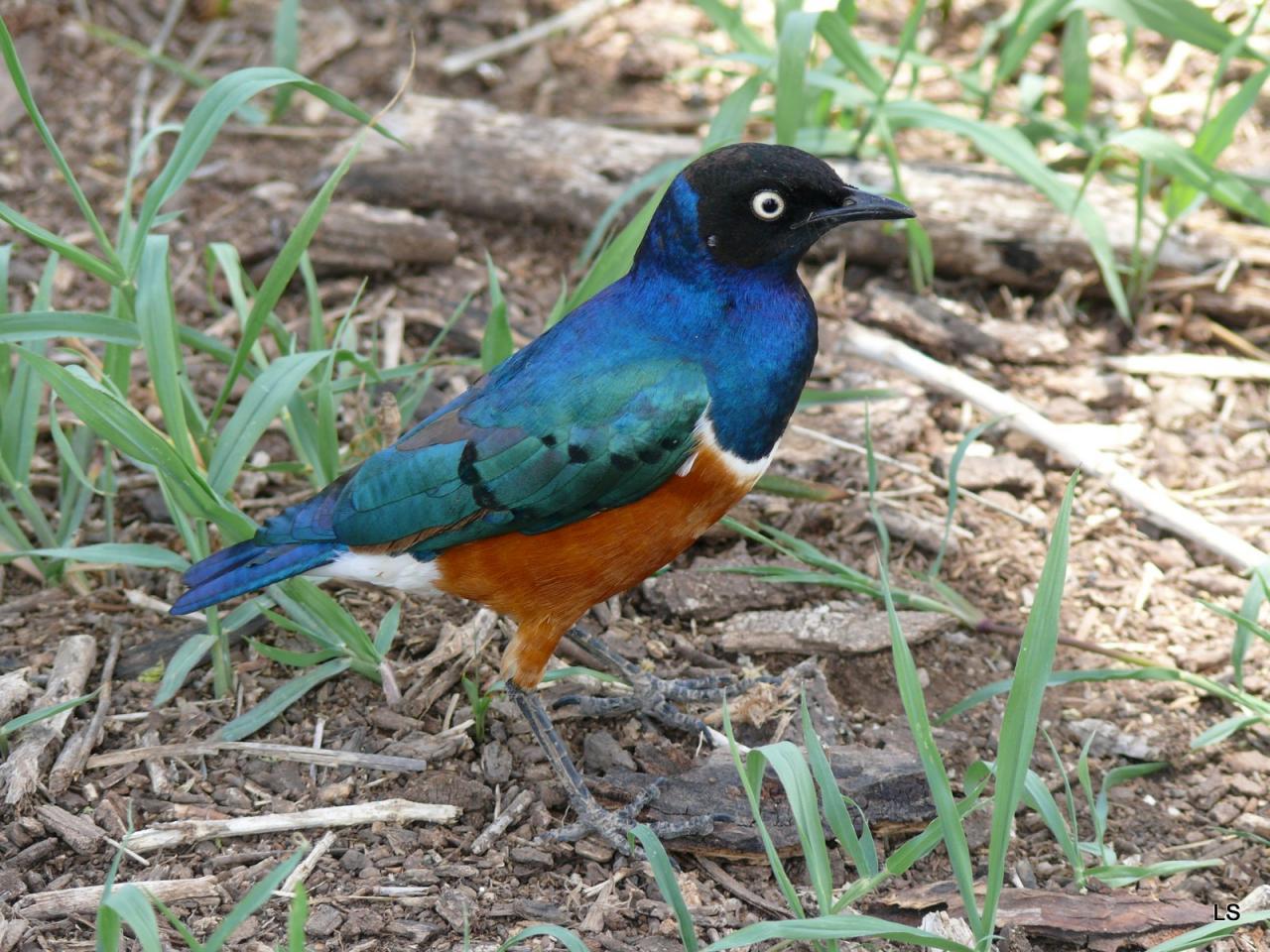 Choucador superbe/Superb Starling (1)