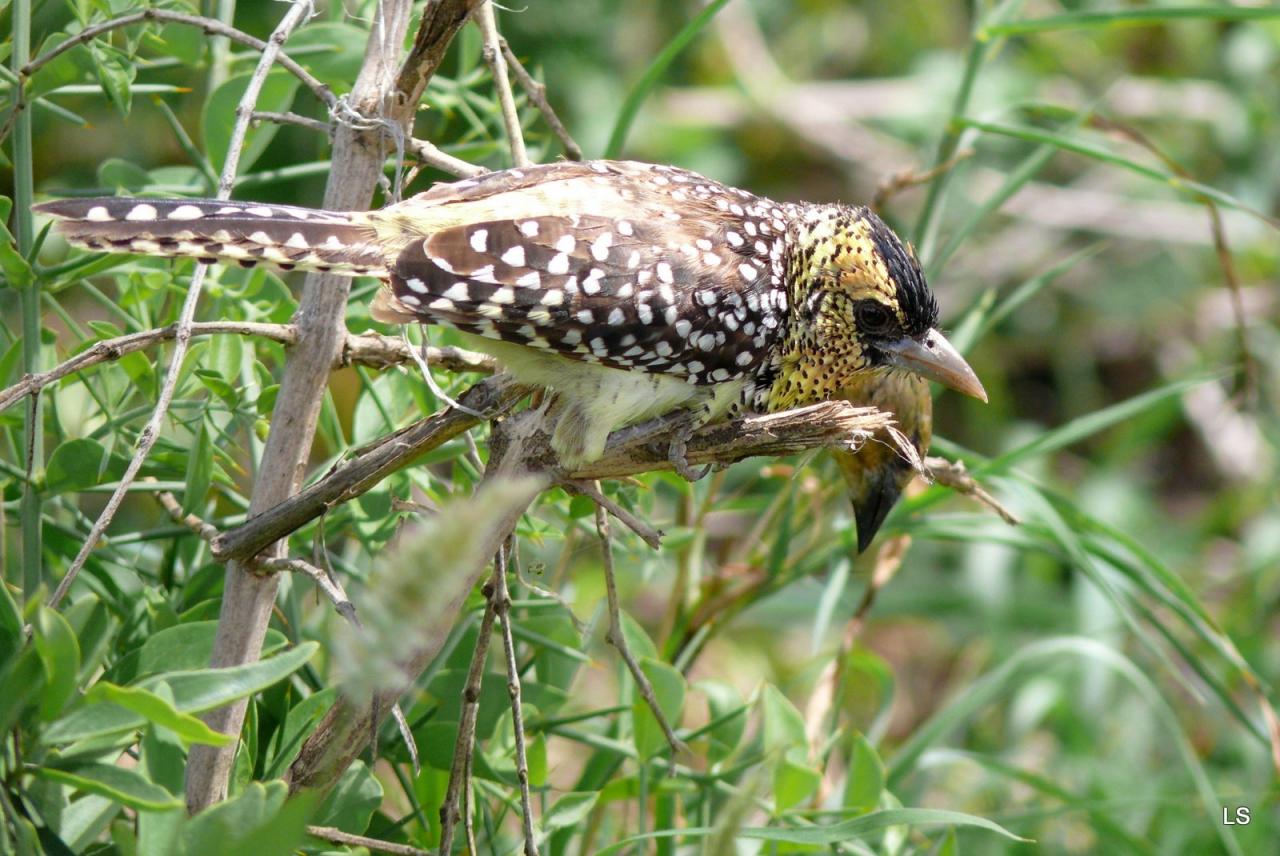 Barbican d'Arnaud/D'Arnaud's Barbet (1)