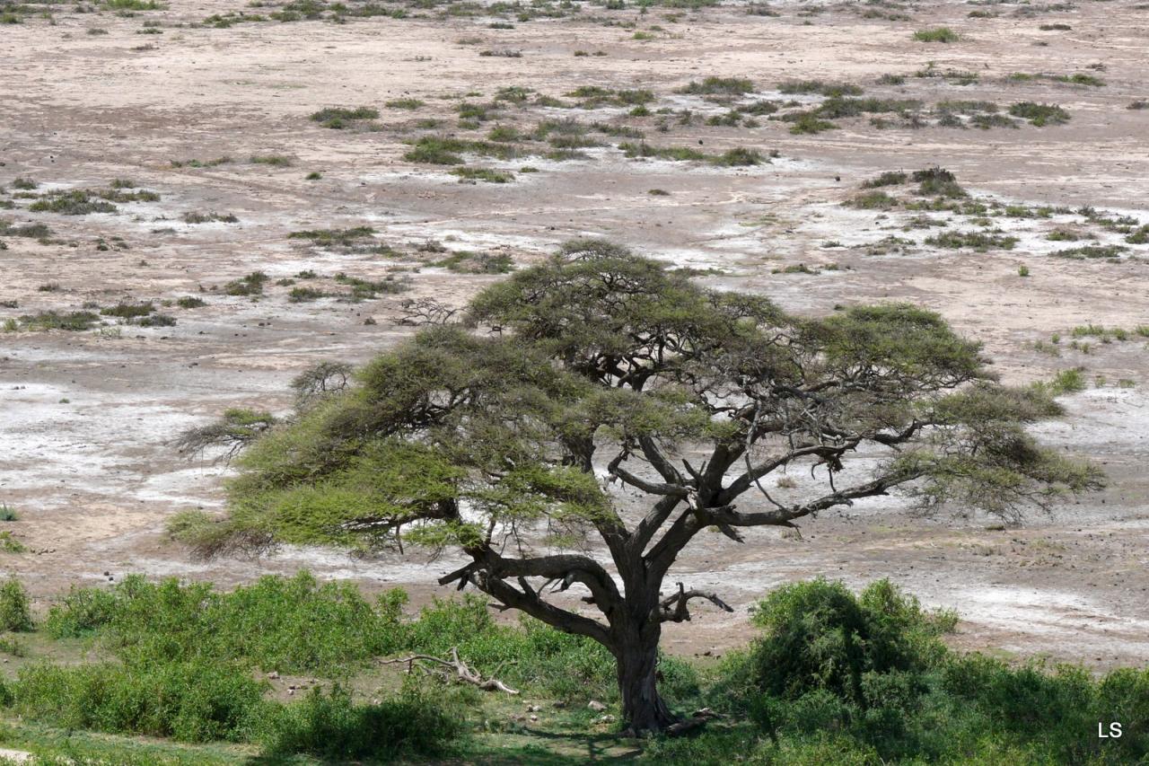 Amboseli (2)
